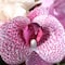 Pink &#x26; Cream Rose &#x26; Orchid Bundle